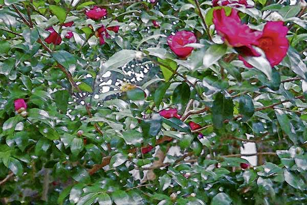 芦屋プラン株式会社七夕（たなばた1 Copilot